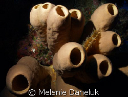 Dramatic sponges by Melanie Daneluk 